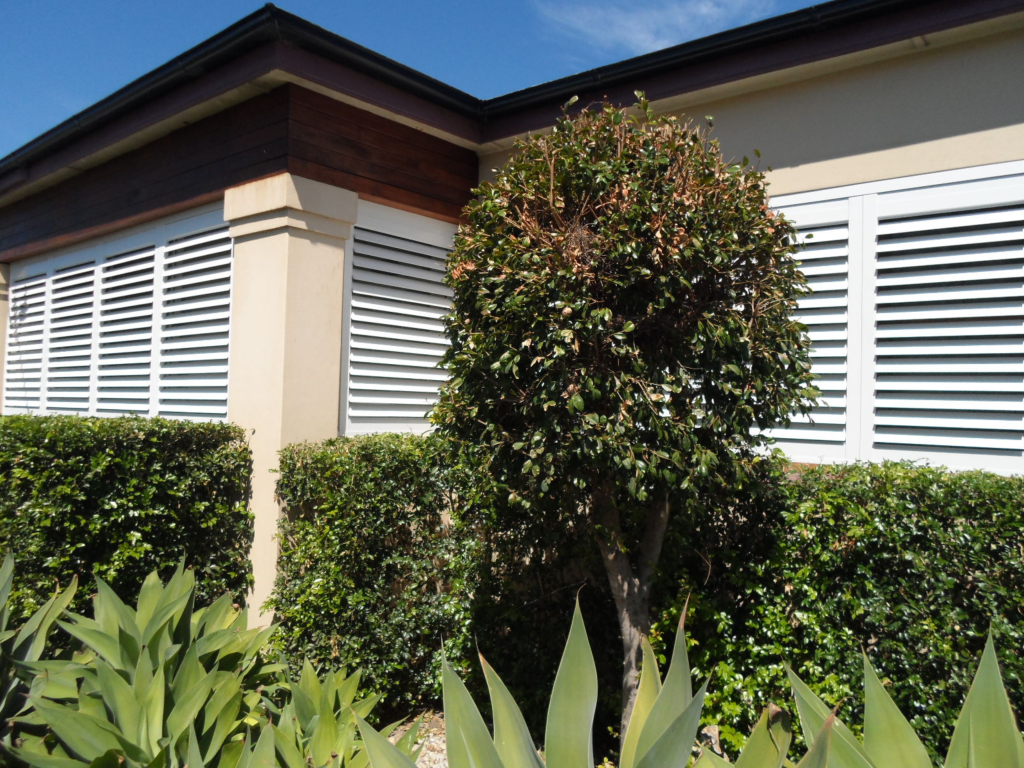 white plantation shutters